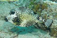 trunkfish